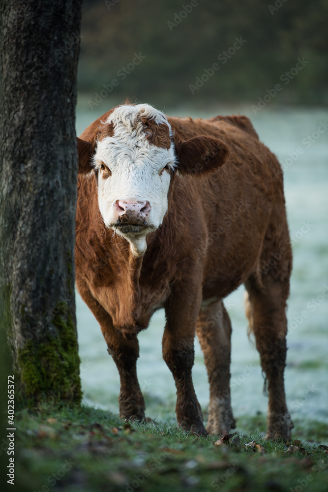 Cow on a wintry pasture