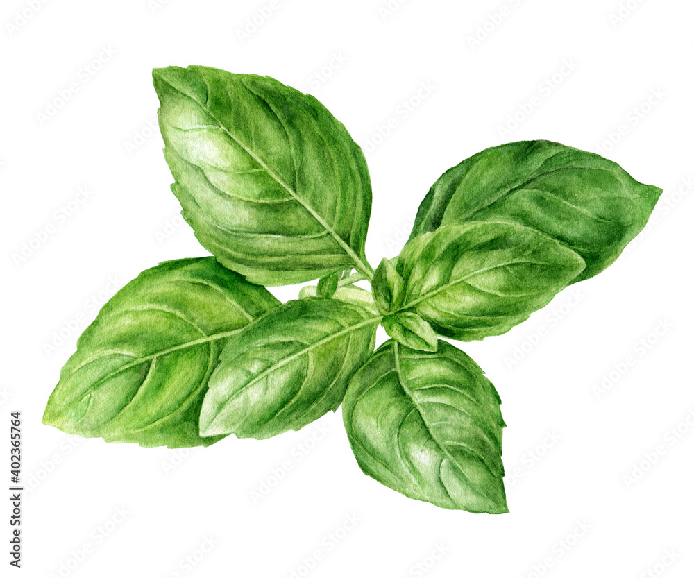 Basil fresh sprig watercolor illustration isolated on white background Basil fresh sprig watercolor illustration isolated on white background