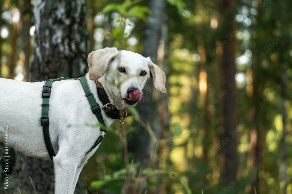 Labrador zeigt seine Zunge