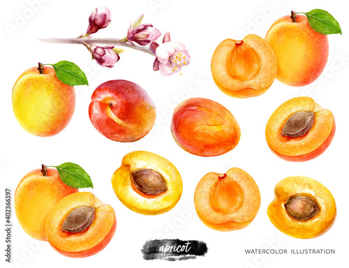Apricot big set watercolor illustration isolated on white background
