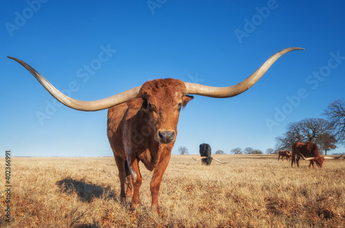 Fotografie Texas Longhorn grazing in the winter pasture