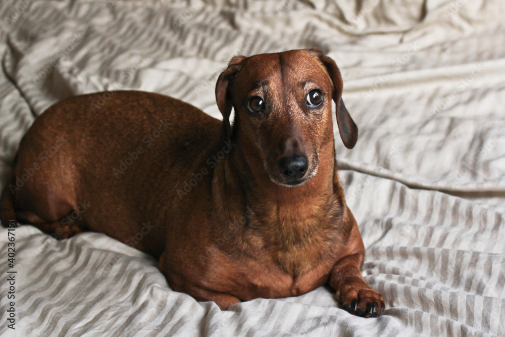 A smooth-haired red dachshund looks towards the bedroom window.The dachshund is sitting on green sheets.
