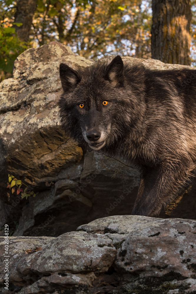 Black Phase Grey Wolf (Canis lupus) Peers Out From Woods and Rocks Autumn