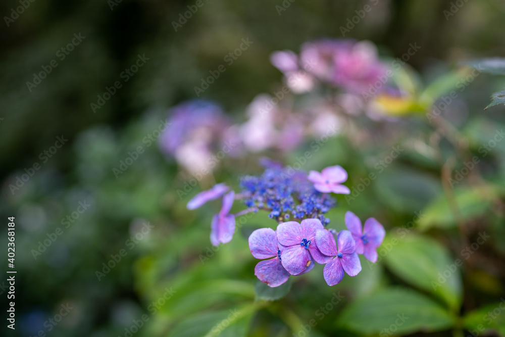 Beautiful European flower with blurry background Beautiful European flower with blurry background