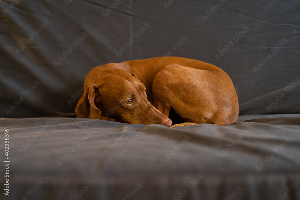Sad Wirehaired Vizsla dog bored while waiting her owner from work, lying on couch at home in winter day, feel cold. Loneliness concept.