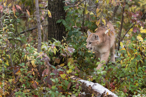 Cougar  Puma concolor  Walks Through Snow Dusted Vegetation Autumn