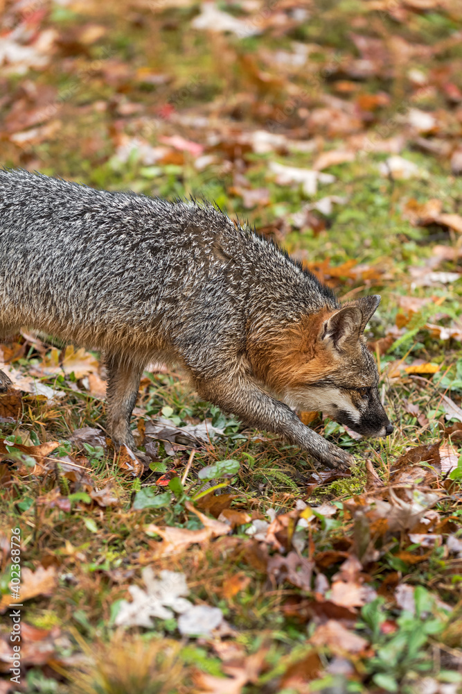 Grey Fox (Urocyon cinereoargenteus) Steps Right Autumn