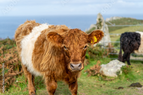 English Angus breed cow on the coast - Highlander
