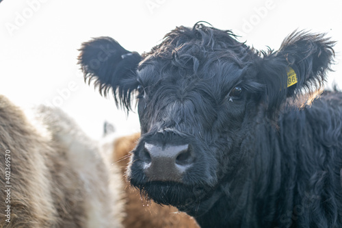 English Angus breed cow on the coast - Highlander