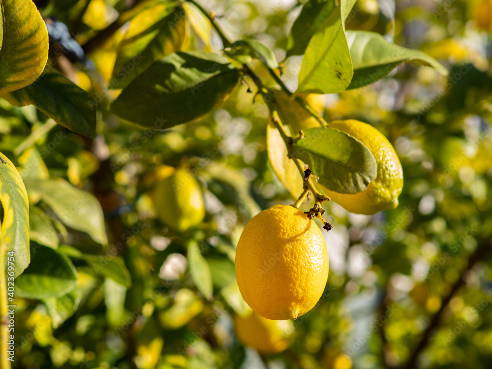close up of an ecological lemon hanging from a lemon tree with blurred background