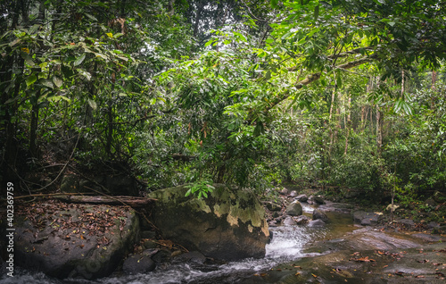 Tropical lush green forest and cascade of small river stream among stones rocks in Thai beautiful panoramic landscape. Amazing scenery of jungle rainforest in Khao Lak Lam Ru National Park, Thailand