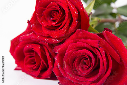 Red roses  covered with drops of water  on a white background  