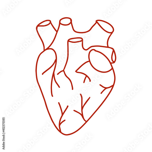 Single continuous line art anatomical human heart silhouette. Isolated heart on white background. Healthy medicine concept design one sketch outline drawing. Linear style. Vector illustration, doodle
