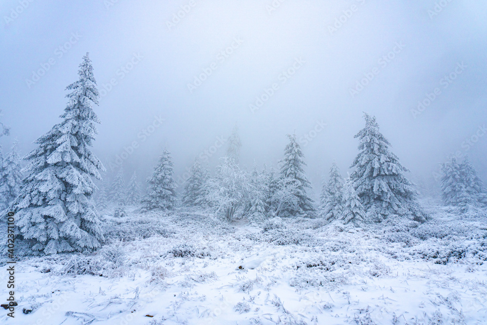 Icy Forest Landscape Icy Forest Landscape