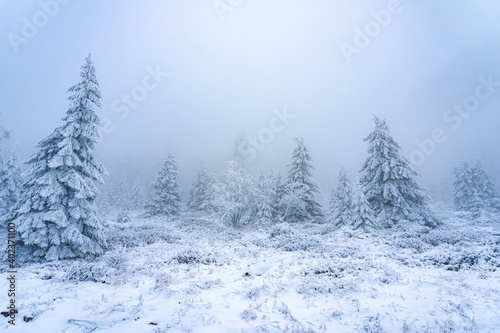 Icy Forest Landscape