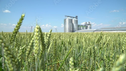 Grain crops elevator shot through  green wheat field.
