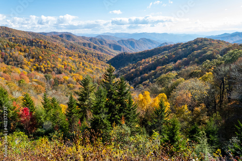 Fototapeta Naklejka Na Ścianę i Meble -  Newfound Gap on Hwy 441 between Cherokee NC and Gatlinburg Tennessee a valley with autumn colors of green, red and yellow and brown on both sides going up the mountains blue sky and white clouds