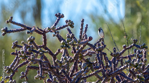 Black Throated Sparrow on cactus