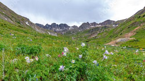American Basin Wildflowers