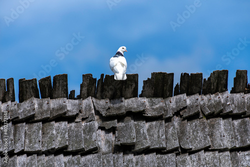 pidgeon on shingle roof