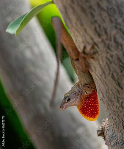 brown anole on tree