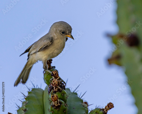Cordilleran Flycatcher on a cactus