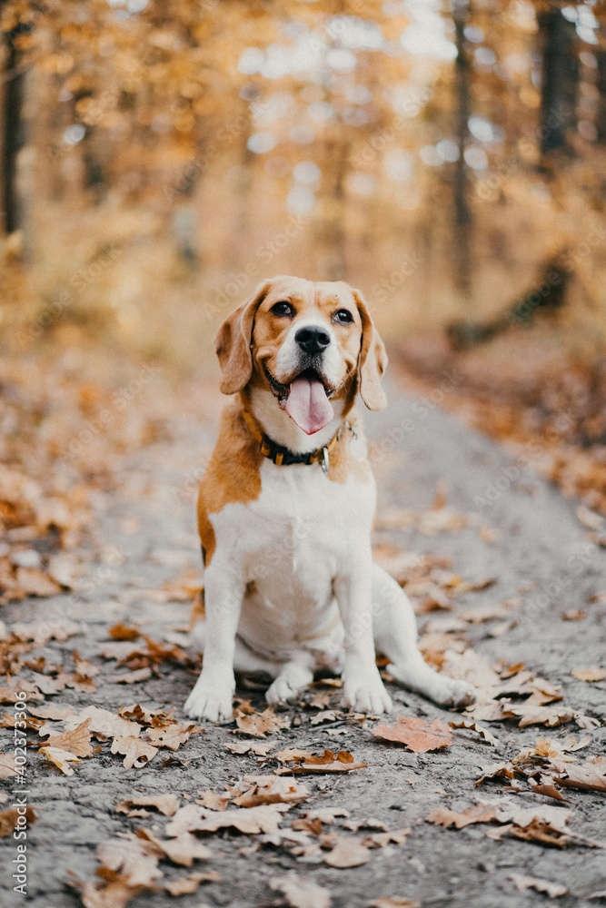 Beagle playing in the forest