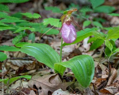 Lady slipper in forest