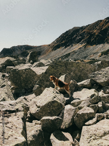beagle on the rocks © Florin