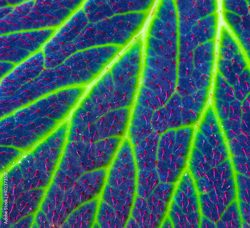 abstract background of leaf with glowing veins