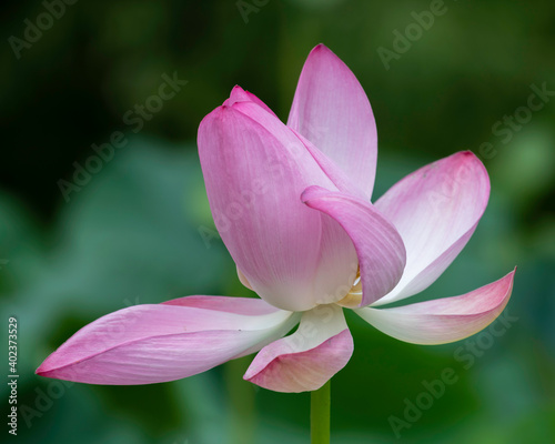 Lotus Flower in Summer