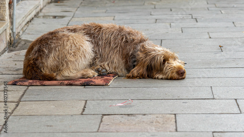 Dog Day Afternoon
