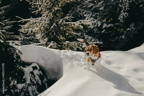 Fototapeta Naklejka Na Ścianę i Meble -  Dog in snow