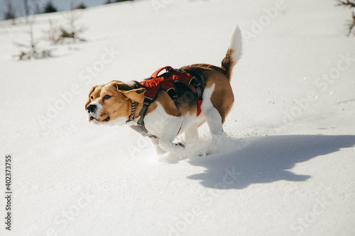 Fototapeta Naklejka Na Ścianę i Meble -  dogs playing in the snow