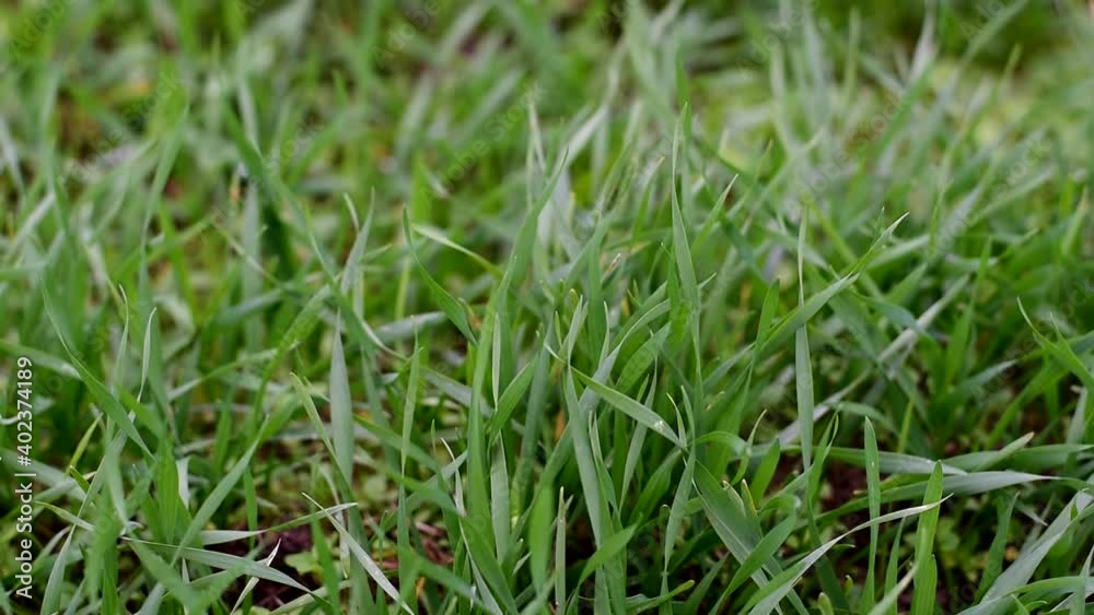 Wheat seeds grew out of the ground. Young autumn green wheat