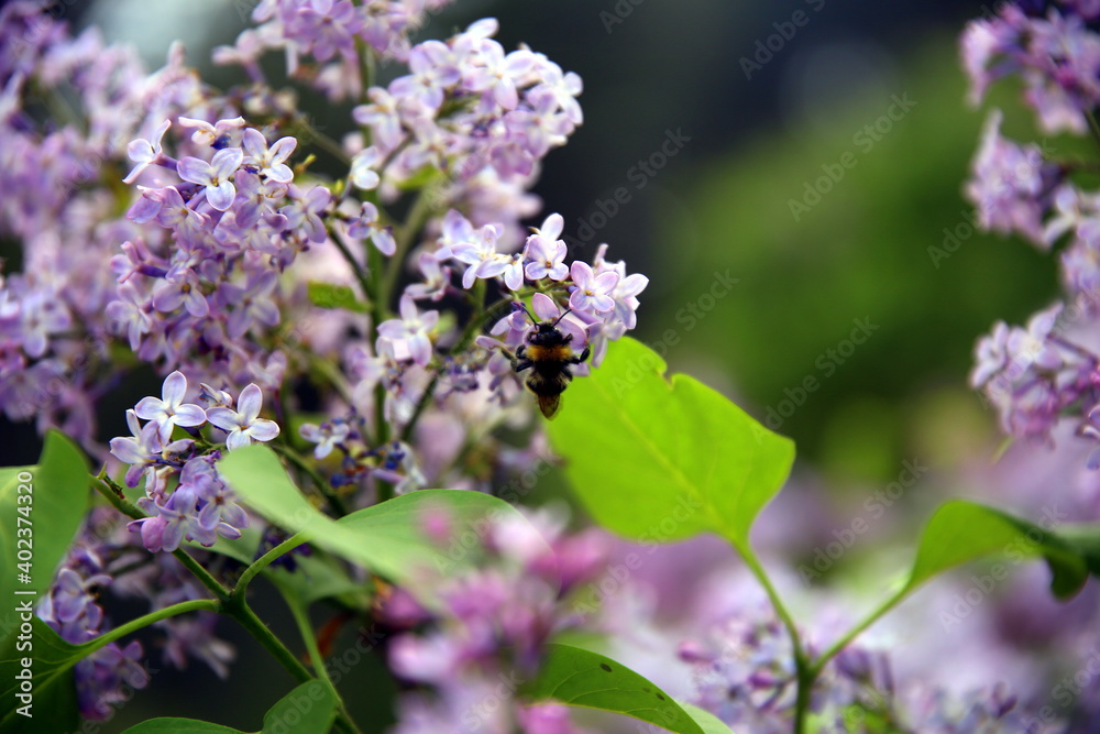 View on a bee among flowers and lilac leaves View on a bee among flowers and lilac leaves