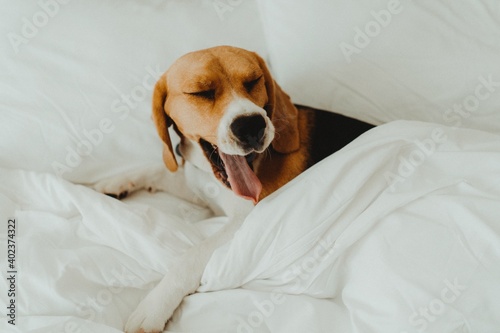 Beagle dog in bed