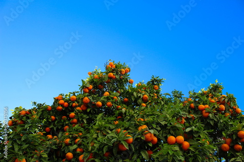 Blue sky opposite the canopy of an orange or mandarin tree where there are lots of leaves and lots of fruit. Lots of ripe orange citrus fruits.
