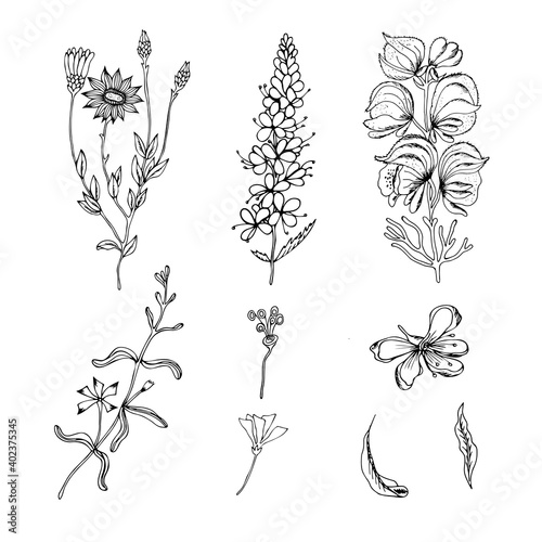 Sketch of a set of field plants. Hand drawn contours of wild flowers and herbs on a white background. Black outlines of wild herbs isolated on white. Botanical illustration.