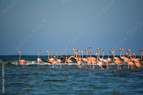 BIRDS- Bahamas- A Flock of Greater Flamingos on a Sea Shoal