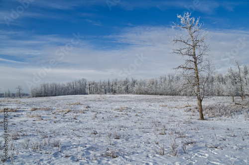 Elk Island during the Winter Season
