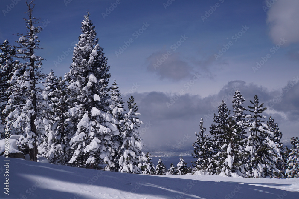 Fototapeta premium Magical winter landscape scene of snow covered trees after a big snow storm