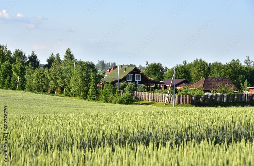 View of a wheat field with homes in the distance and farm buildings in forest. Country houses in the countryside.Agricultural landscape and summer harvest. Growing crops wheat. Farm concept View of a wheat field with homes in the distance and farm buildings in forest. Country houses in the countryside.Agricultural landscape and summer harvest. Growing crops wheat. Farm concept