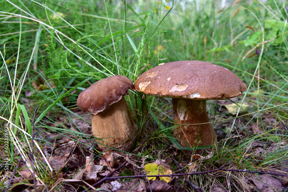 Two porcini mushrooms, large and small, grow in the forest against a background of green grass Two porcini mushrooms, large and small, grow in the forest against a background of green grass