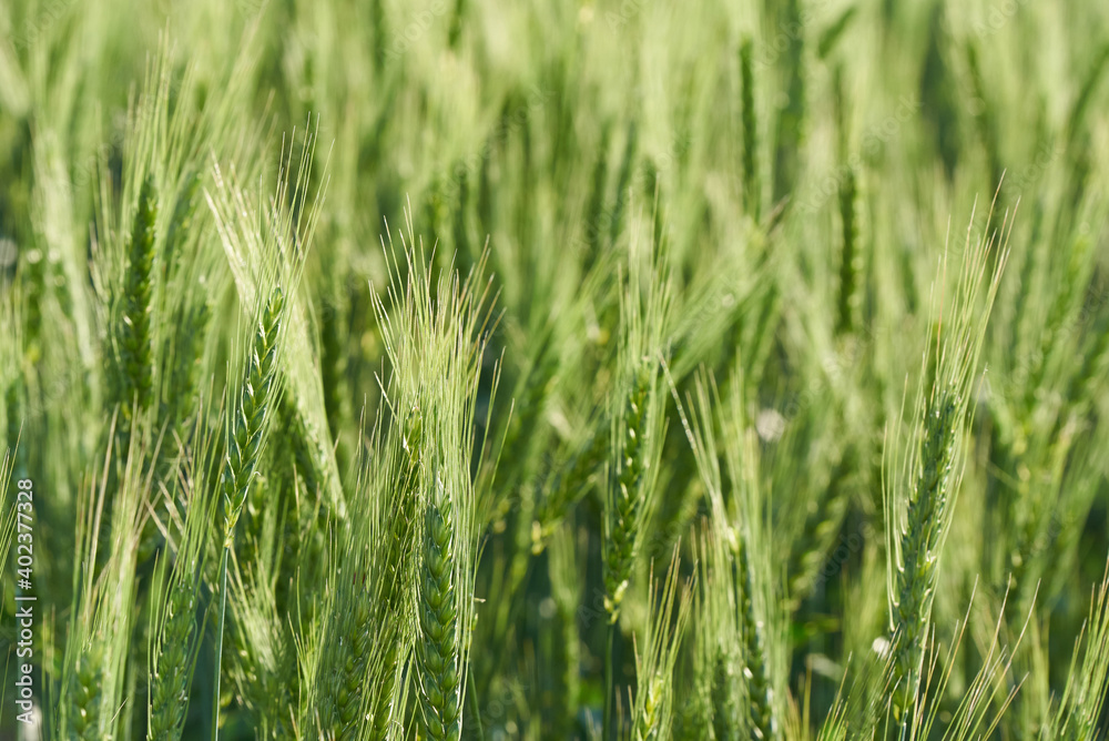 The ears of green wheat on the field close-up The ears of green wheat on the field close-up