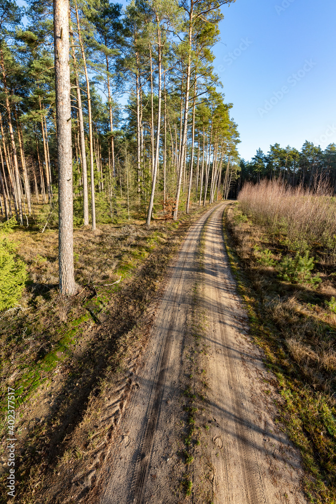 A dirt road leading through a coniferous forest. A track for vehicles leading between trees. A dirt road leading through a coniferous forest. A track for vehicles leading between trees.