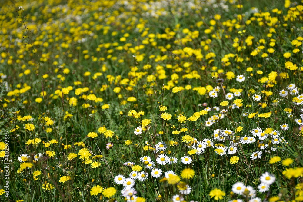 field of yellow flowers field of yellow flowers