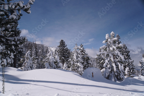 Magical winter landscape scene of snow covered trees after a big snow storm