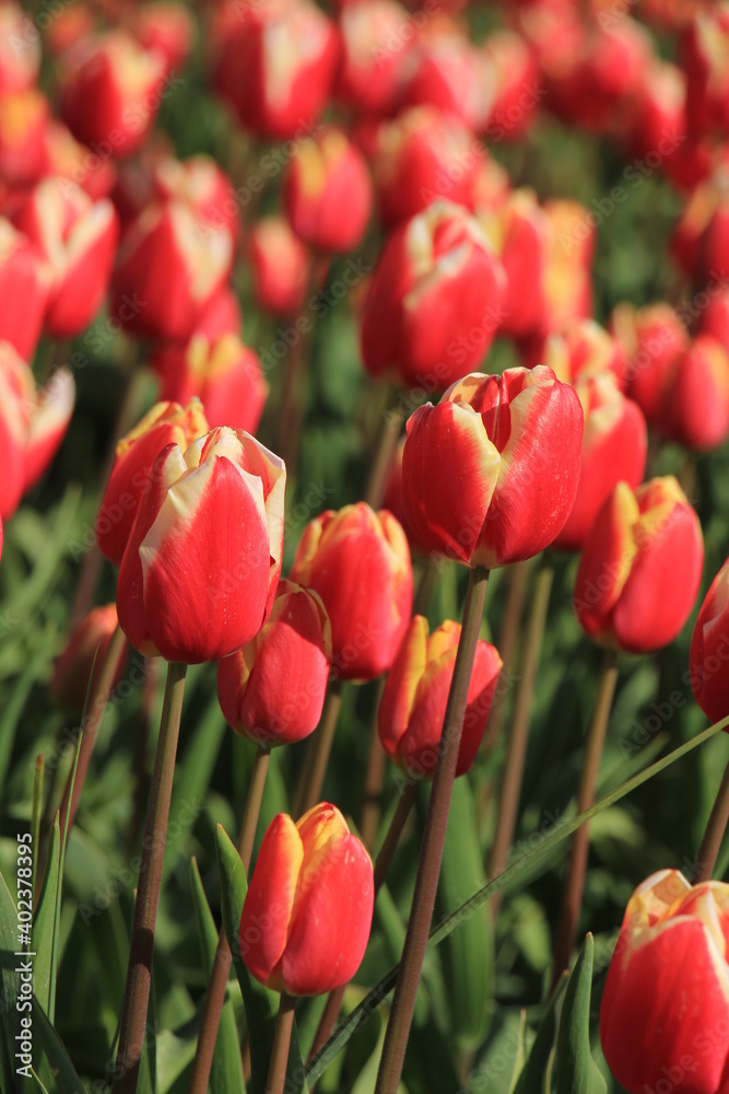 Red and white tulips in a field