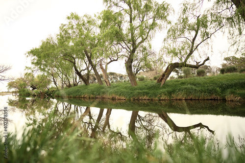 tree in the park